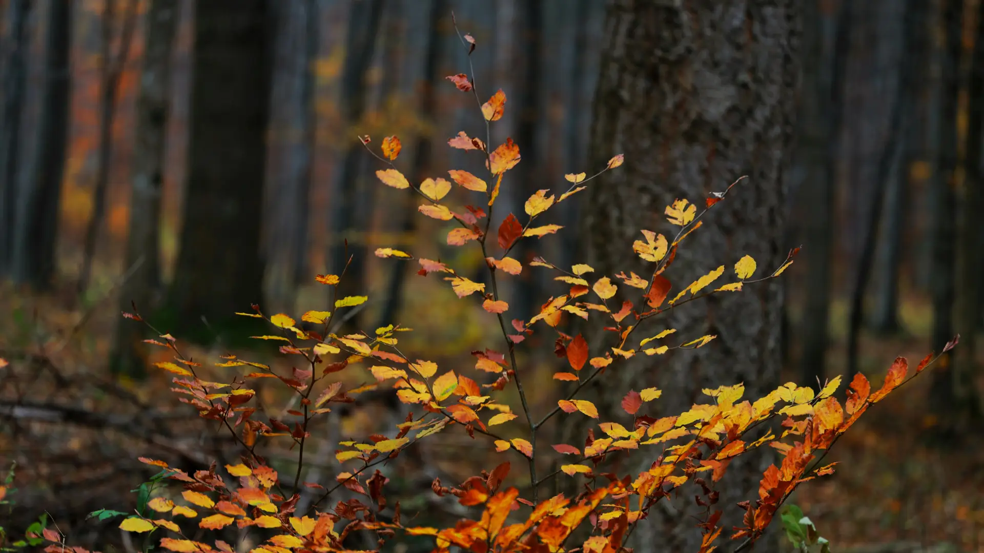 Capture of a tranquil autumn forest with vivid orange and yellow leaves