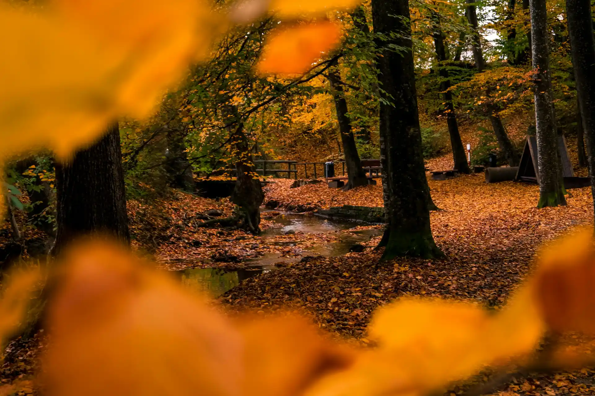 Serene fall forest landscape with vibrant leaves and a tranquil stream.
