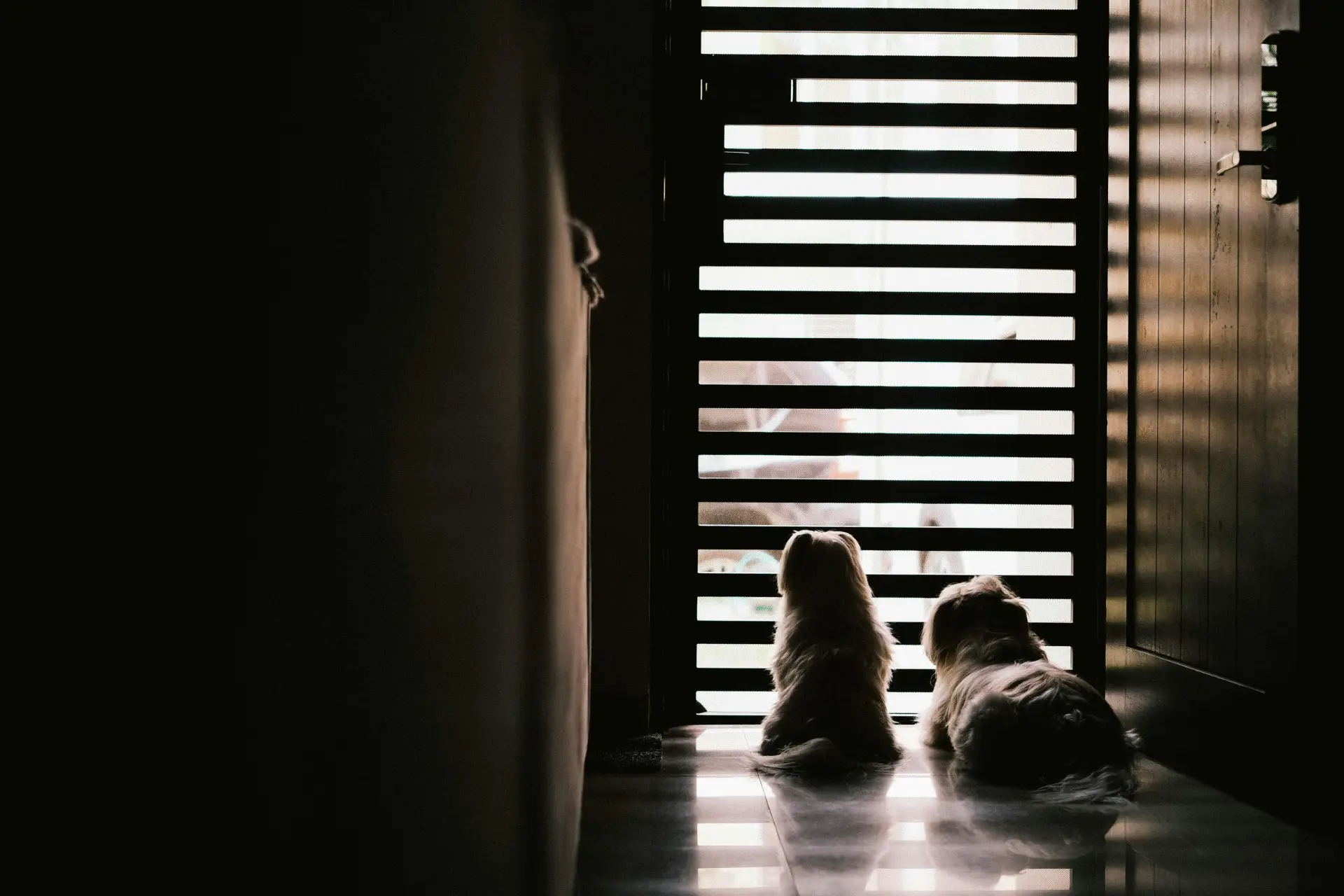 Two small dogs sit in silhouette, gazing through a slatted door with soft ambient lighting.
