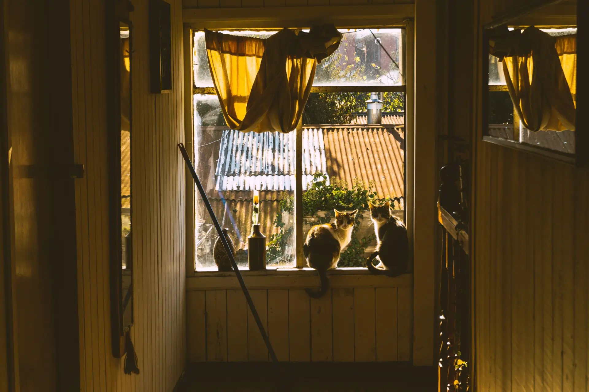 Two cats sit by a window enjoying the warm autumn sunlight indoors.
