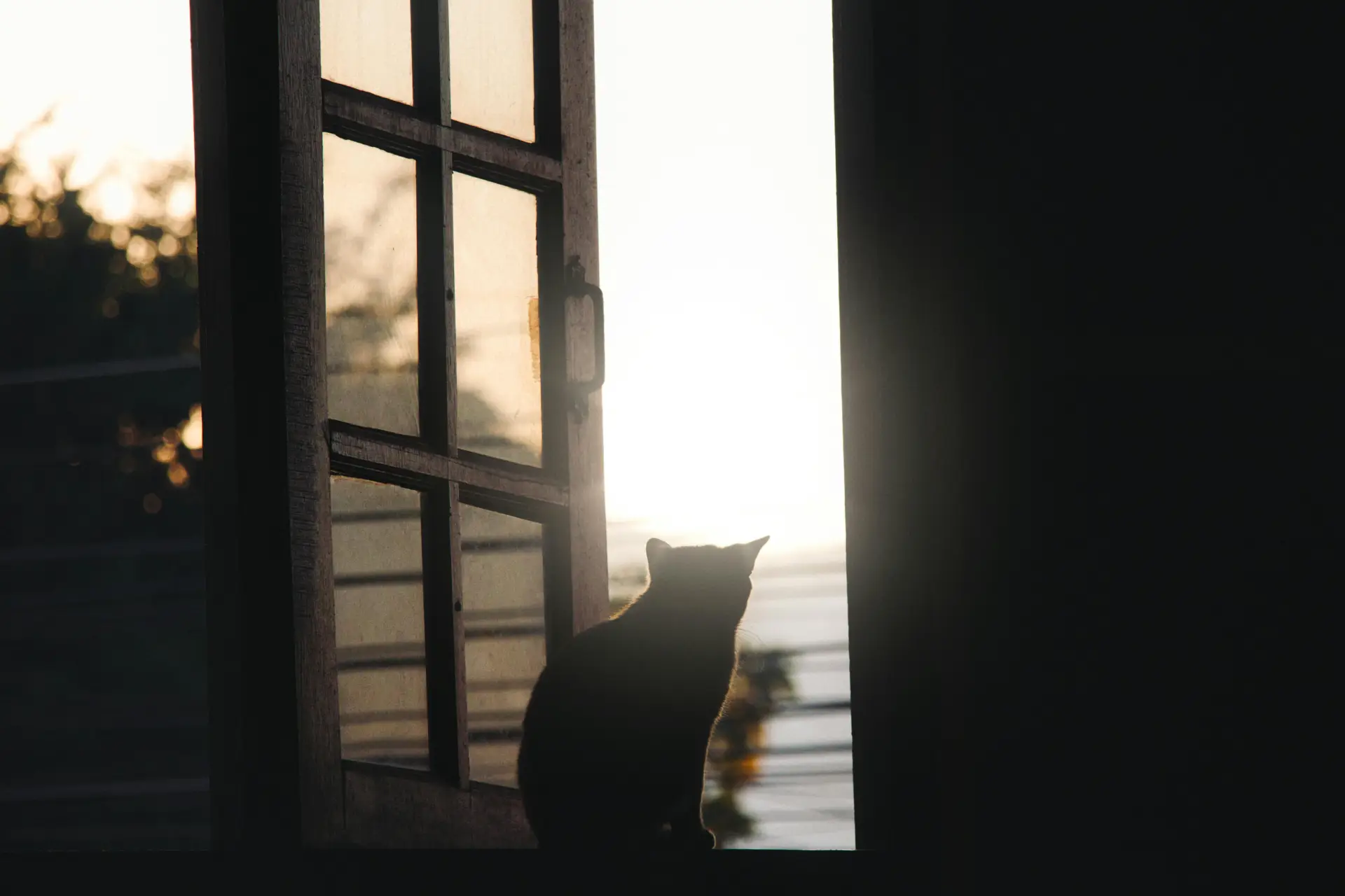 A serene silhouette of a cat sitting by a window, enjoying the sunlight.
